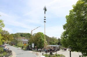 Maibaum aufstellen